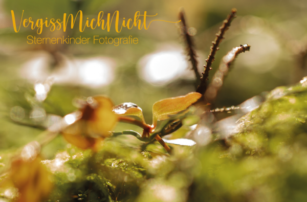 Einladung zur Trauerwanderung 2025