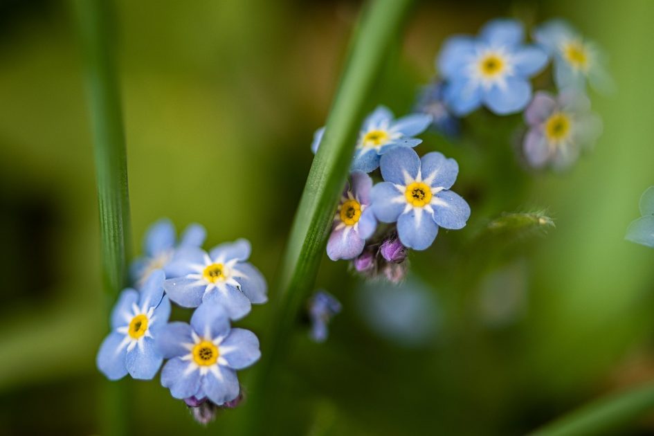 Ein Bild einer Vergissmeinnicht